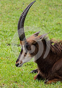 Antelope in Grass With Mouth Closed Side View on Sunny Day