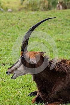 Antelope in Grass With Mouth Open Side View on Sunny Day