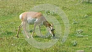 Antelope grazing in Lamar Valley