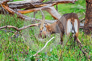 Antelope grazing on a shore of the Naivasha lake (Kenya)