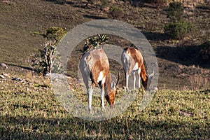 Antelope Grazing on Short Dry Grassland