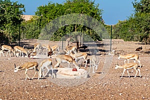 Antelope group in a safari park on the island of Sir Bani Yas, United Arab Emirates