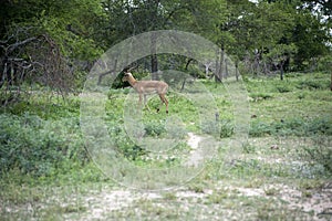 Antelope on the guard at kruger