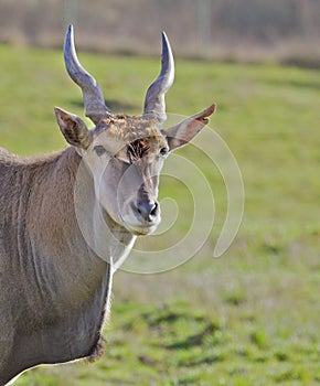 Antelope Head green field