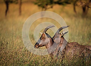 Antelope heads in big grass