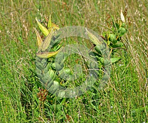 Antelope Horn Milkweed