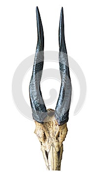 Antelope horns