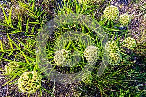 Antelope Horns (Asclepias asperula) Milkweed Wildflower