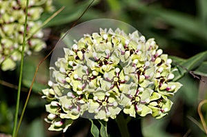 Antelope-horns, Spider Milkweed, Green-flowered Milkweed, Spider Antelope-horns Asclepias asperula