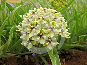 Antelope-horns, Spider Milkweed, Green-flowered Milkweed, Spider Antelope-horns Asclepias asperula