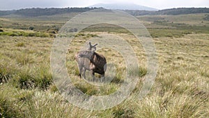 Antelope at Horton Plains