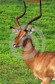 Antelope impala portraite