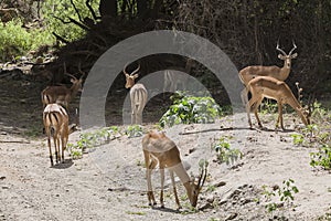 Antelope Impala in Tanzania