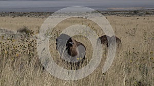 Antelope Island Bison photo