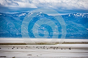 Antelope Island State Park in Utah, with mountains in background