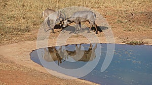 antelope in kenya