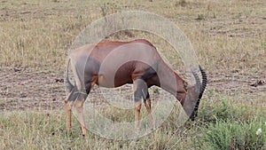 Antelope kongoni eating grass.