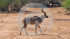 Antelope Kudu Goes On A Desert Dusty Ground Near The Bushes In Africa Savannah