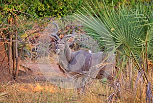 Antelope kudu in Liwonde National Park.