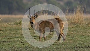 Antelope on land isolated
