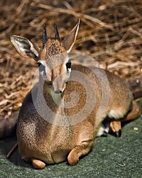 Antelope lies dik-dik. dwarf antelope dik dik from central africa