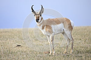 Antelope Lip Curl