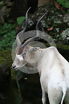 Antelope is looking back!