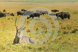 The antelope is lying on the grass