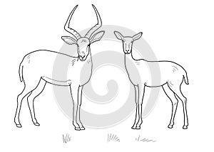 Antelope Male with horns and female. Mammals of Central Africa. Coloring pages. Isolated over white background
