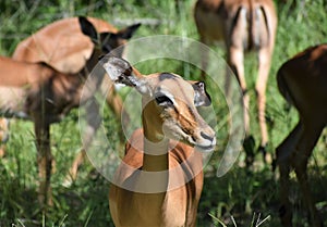 Antelope in a National Park in Africa