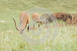 Antelope in nature eating