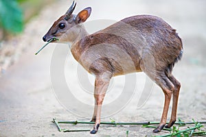 Antelope neotragus pygmaeus in the natural wildlife