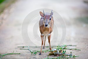 Antelope neotragus pygmaeus in the natural wildlife