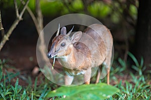 Antelope neotragus pygmaeus in the natural wildlife