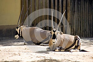 Antelope Oryx antilope and very gracious sable large Savannah herbivores cloven-hoofed ruminant hardy desert