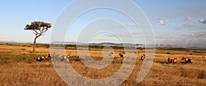 Antelope panarama in masai mara game park