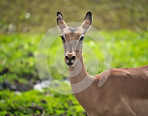 Antelope portrait in Chobe safari park, Zimbabwe, Africa