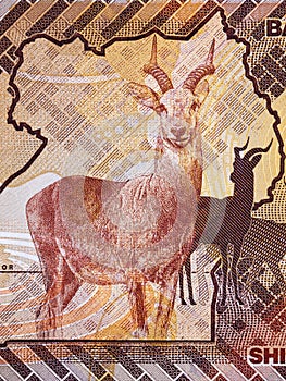 Antelope a portrait from Ugandan money