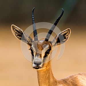 Antelope