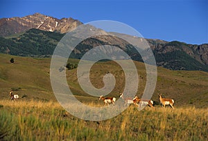 Antelope on Prairie