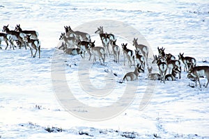 Antelope or Prong horns in the snow