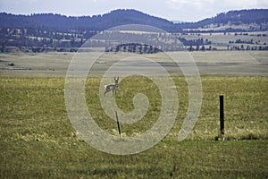 Antelope on Ranch in Wyoming