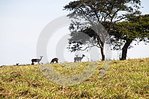 Antelope Resting under Green Tree on Grassy Ridge