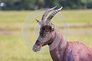 Antelope Roan