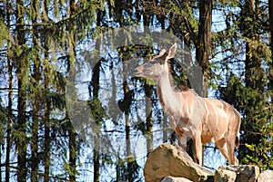 Antelope on a rock near an evergreen forest