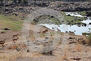 Antelope at Ruaha national park ,Tanzania east Africa.