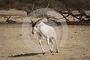 Antelope running