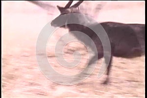 Antelope running in Africa
