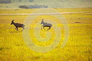 Antelope running in the savannah at sunset