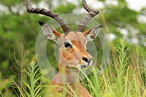 Antelope in safari park in South Africa